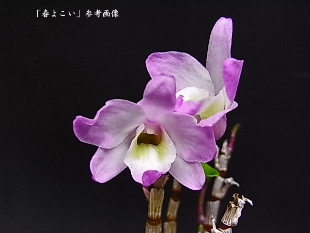 山野草 セッコク 長生蘭 春よこい 日本代購代bid第一推介 Funbid 山野草 セッコク 長生蘭 春よこい 日本代購代bid第一推介 Funbid