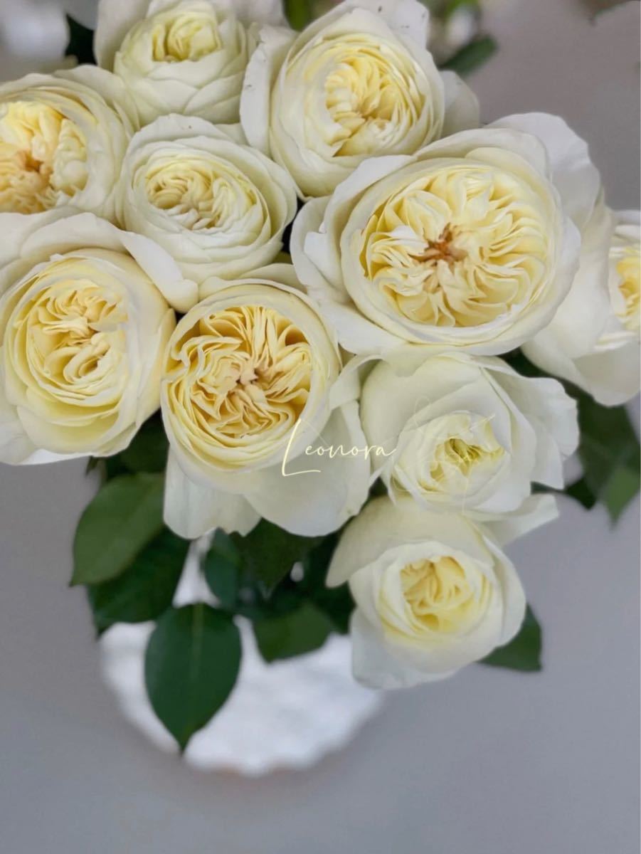 ルカリ バラ苗 新品種 大苗 花蕾付き SXjFl-m18181450219 さなお