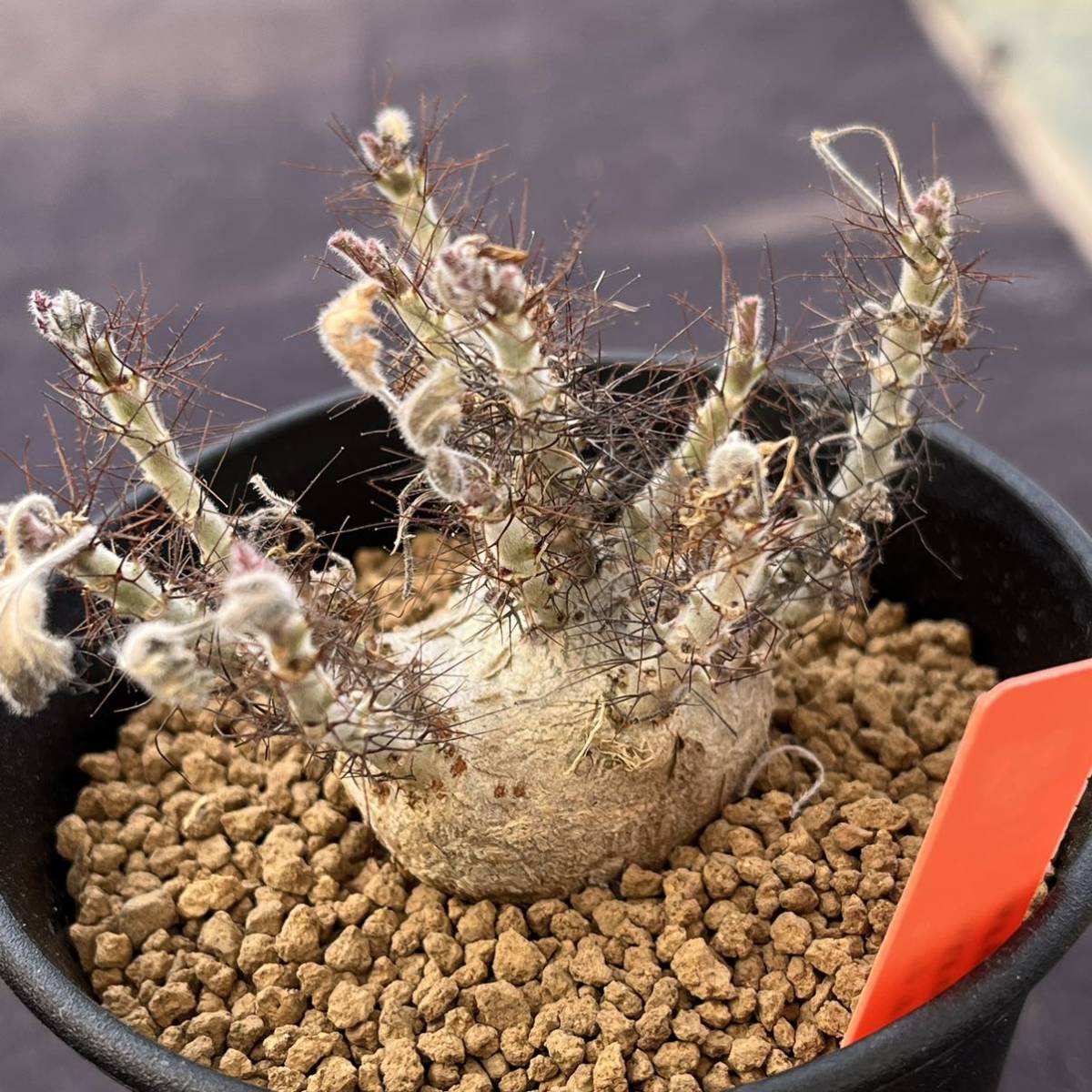 σ ヤトロファ マルギナータ 実生特選 3号 jatropha marginata σ ヤトロファ マルギナータ 実生特選 3号 jatropha marginata