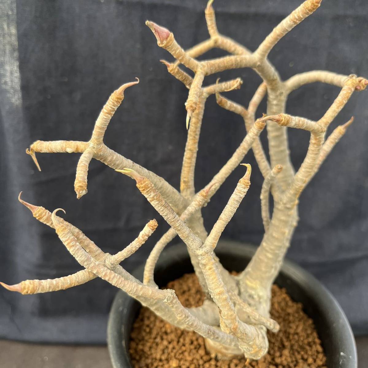ユーフォルビア バルサミフェラ Euphorbia 美株 | tspea.org