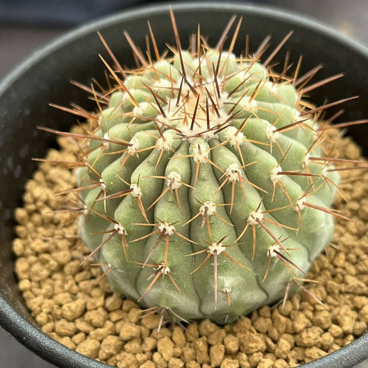 ☆サボテン・多肉植物☆856☆ コピアポア 孤竜丸 実生 Copiapoa