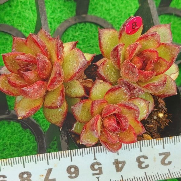 0519-R108 ブラッククイーン エケベリア 多肉植物 韓国苗 宝花農園_画像3