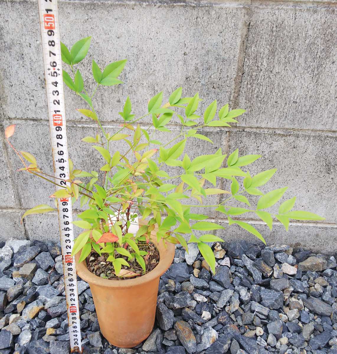  potted plant garden tree naan ton south heaven 