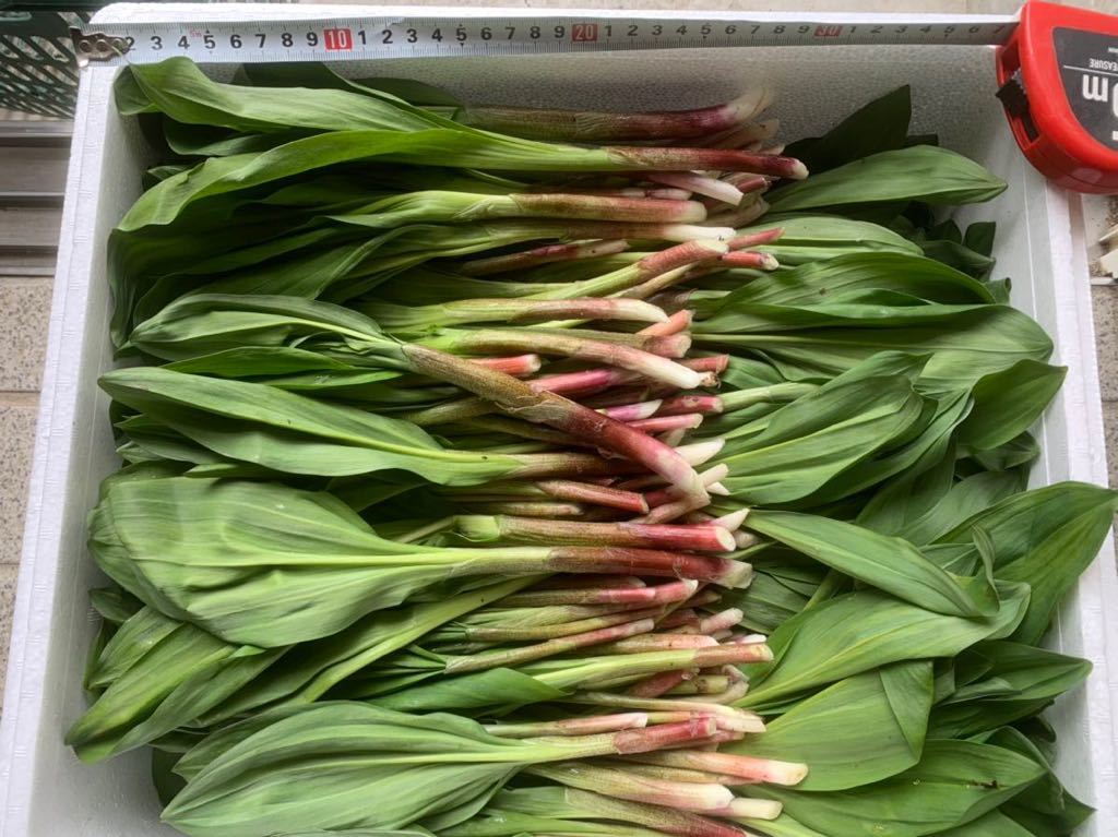 行者にんにく 1kg 天然 北海道産 道北 アイヌネギ キトピロ山菜 行者にんにく 1kg 天然 北海道産 道北 アイヌネギ キトピロ山菜