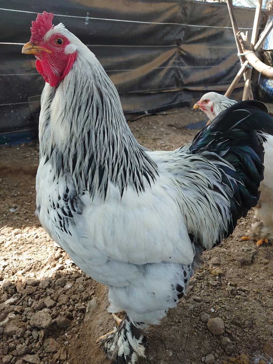送料込　大型鶏　ライトブラマ　有精卵　５個+１個_画像1