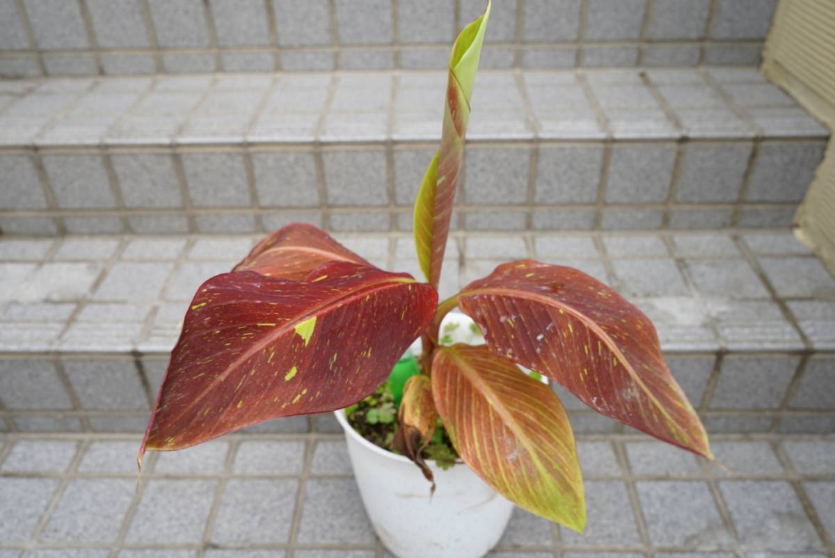 バナナシアムルビー サイアムルビー musa siamruby banana(その他 ...