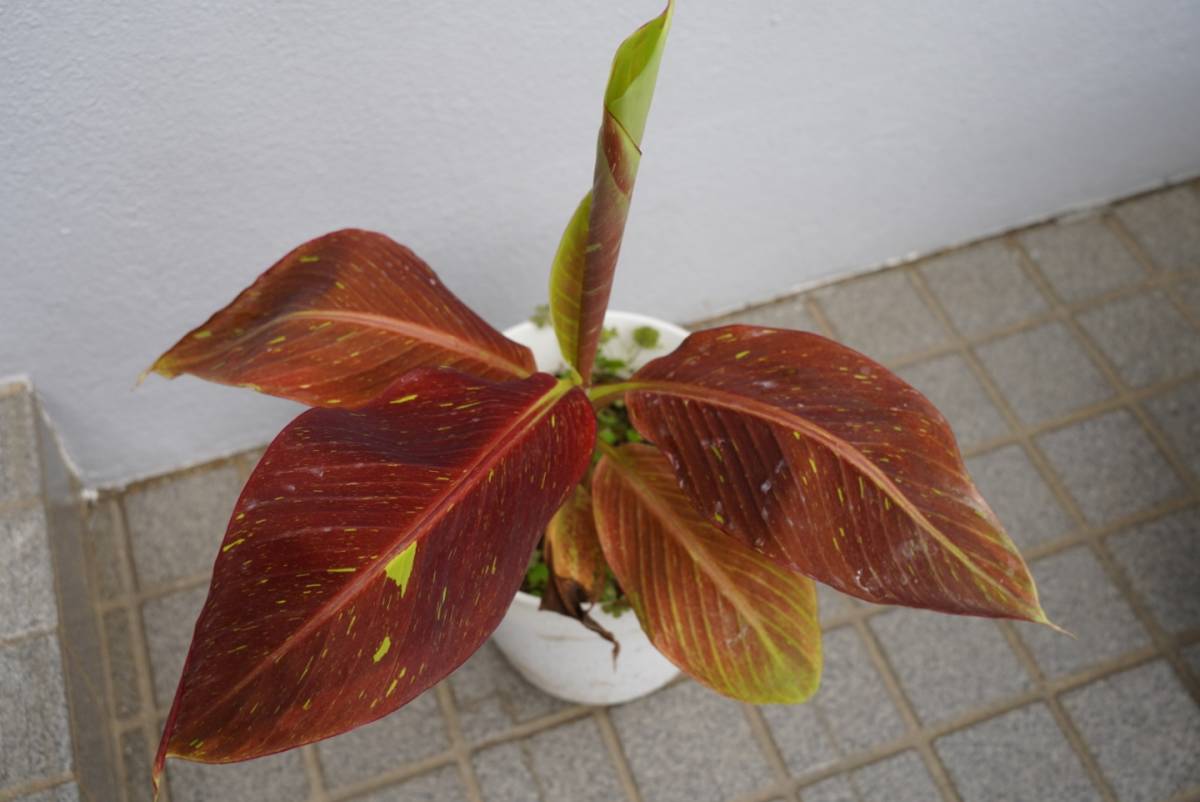 バナナシアムルビー サイアムルビー musa siamruby banana(その他 ...