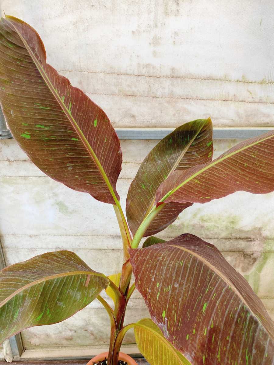 バナナシアムルビー サイアムルビー musa siamruby banana(その他 ...