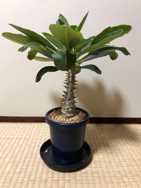 発根済】パキポディウム ウィンゾリー 多肉植物 | investigacion