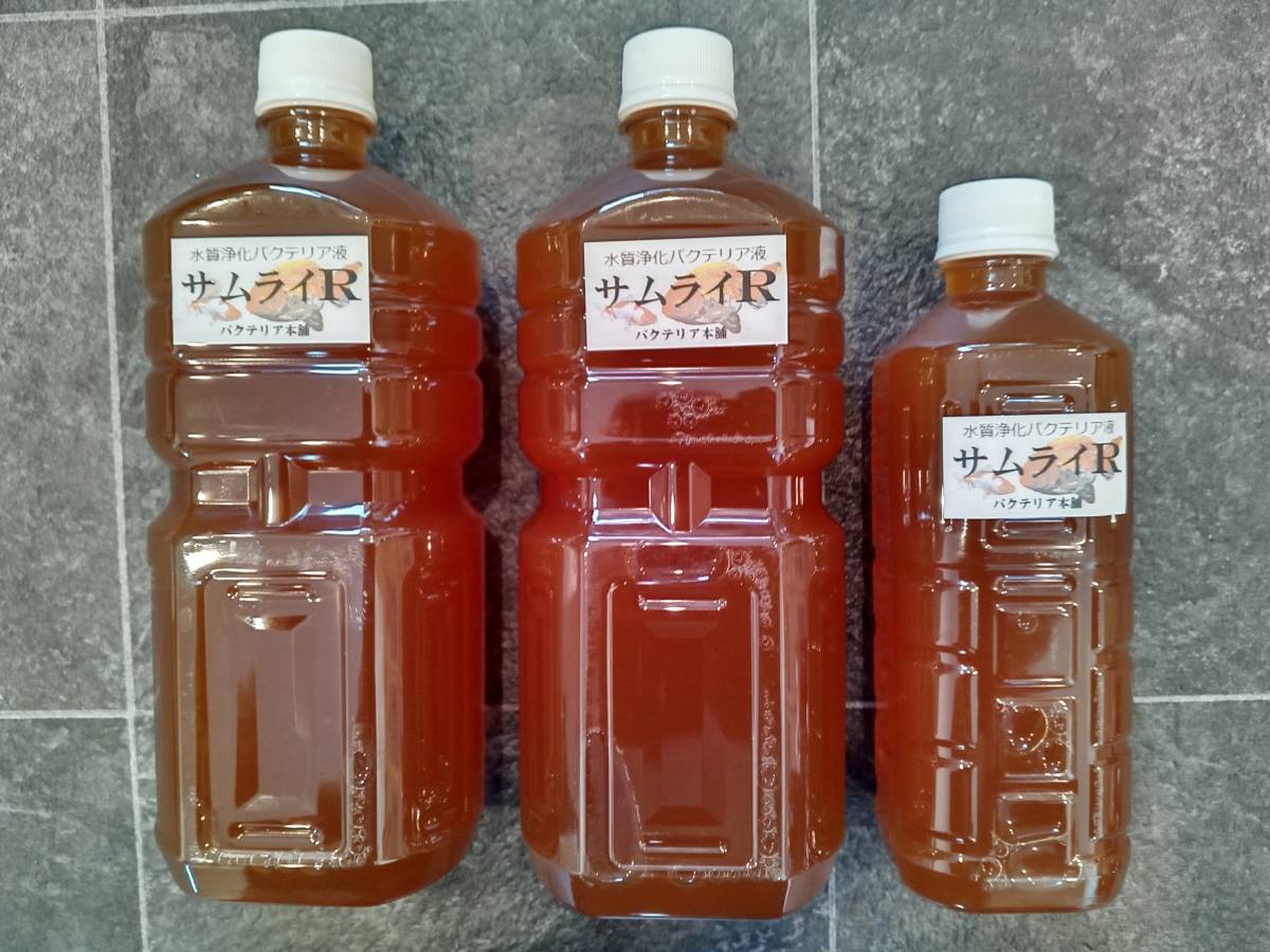 【バクテリア本舗 本店】サムライR [2.5L]高濃度水質浄化バクテリア液＜品評会用＞(らんちゅう,めだか,グッピー,金魚,錦鯉,熱帯魚,海水魚）_サムライEXの長年の研究から生まれた強化版