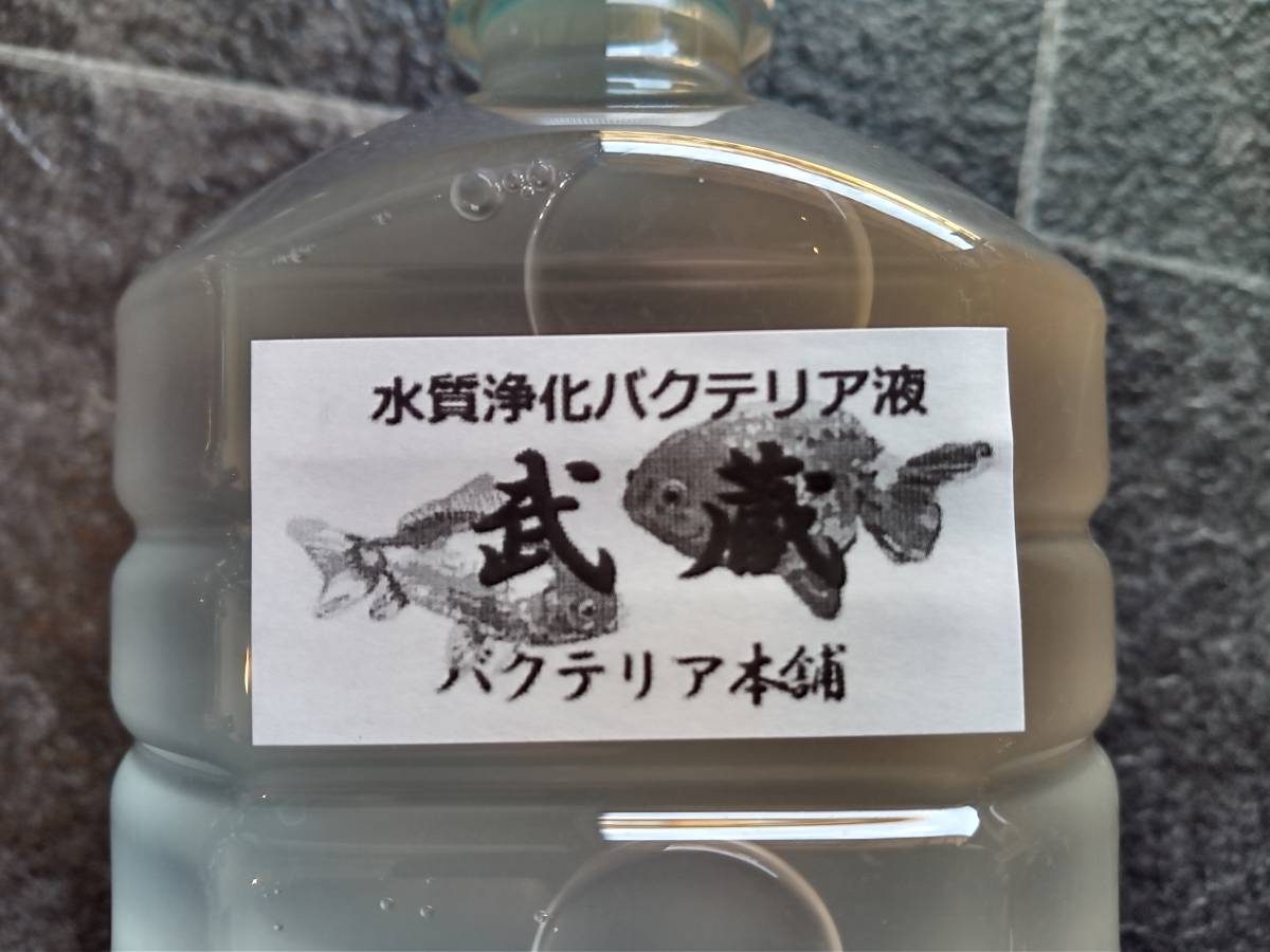 【バクテリア本舗 本店】武蔵 [2.5L]高濃度水質浄化バクテリア液(らんちゅう,めだか,グッピー,金魚,錦鯉,シュリンプ,熱帯魚,海水魚）_サムライEXと共に当初から販売の看板商品！