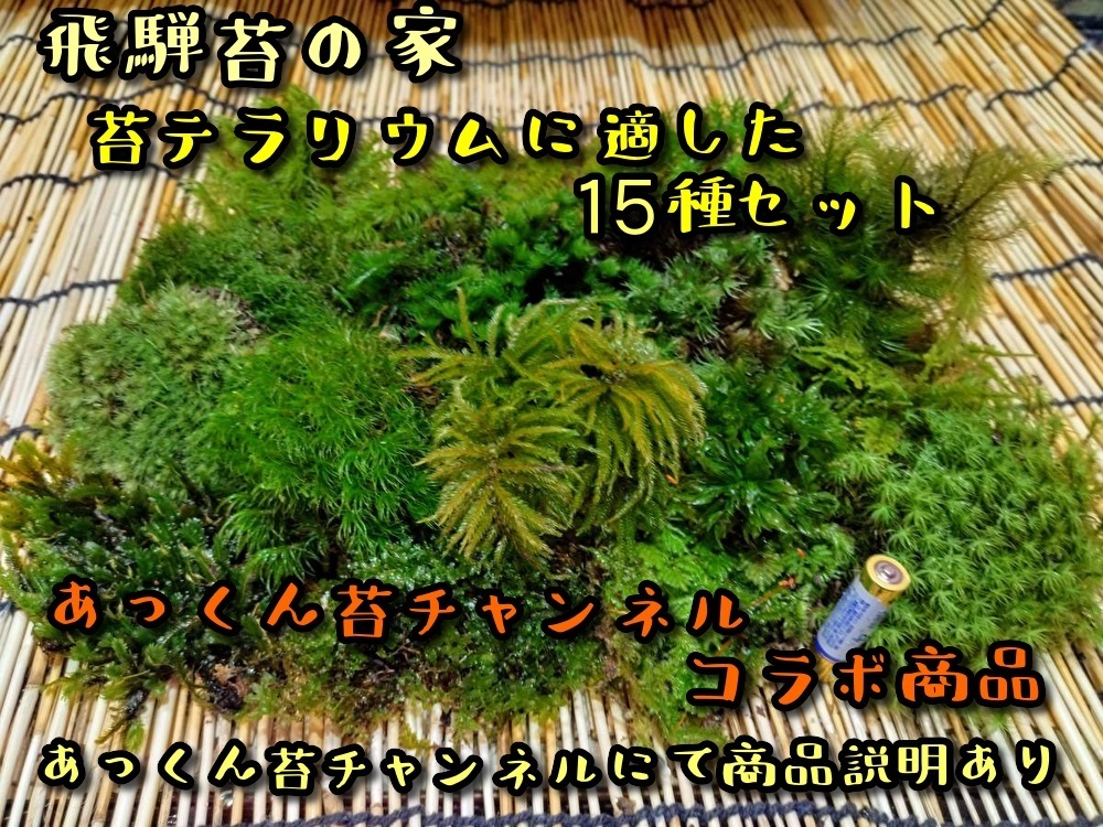 【苔テラリウム】始めたい方に適した苔１５種セット☆