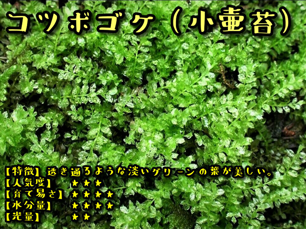 【苔テラリウム】始めたい方に適した苔１５種セット☆