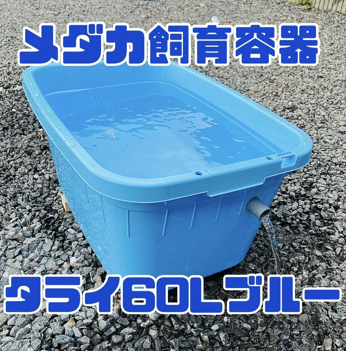 メダカ飼育容器　60L ブルー　3個セット_画像1