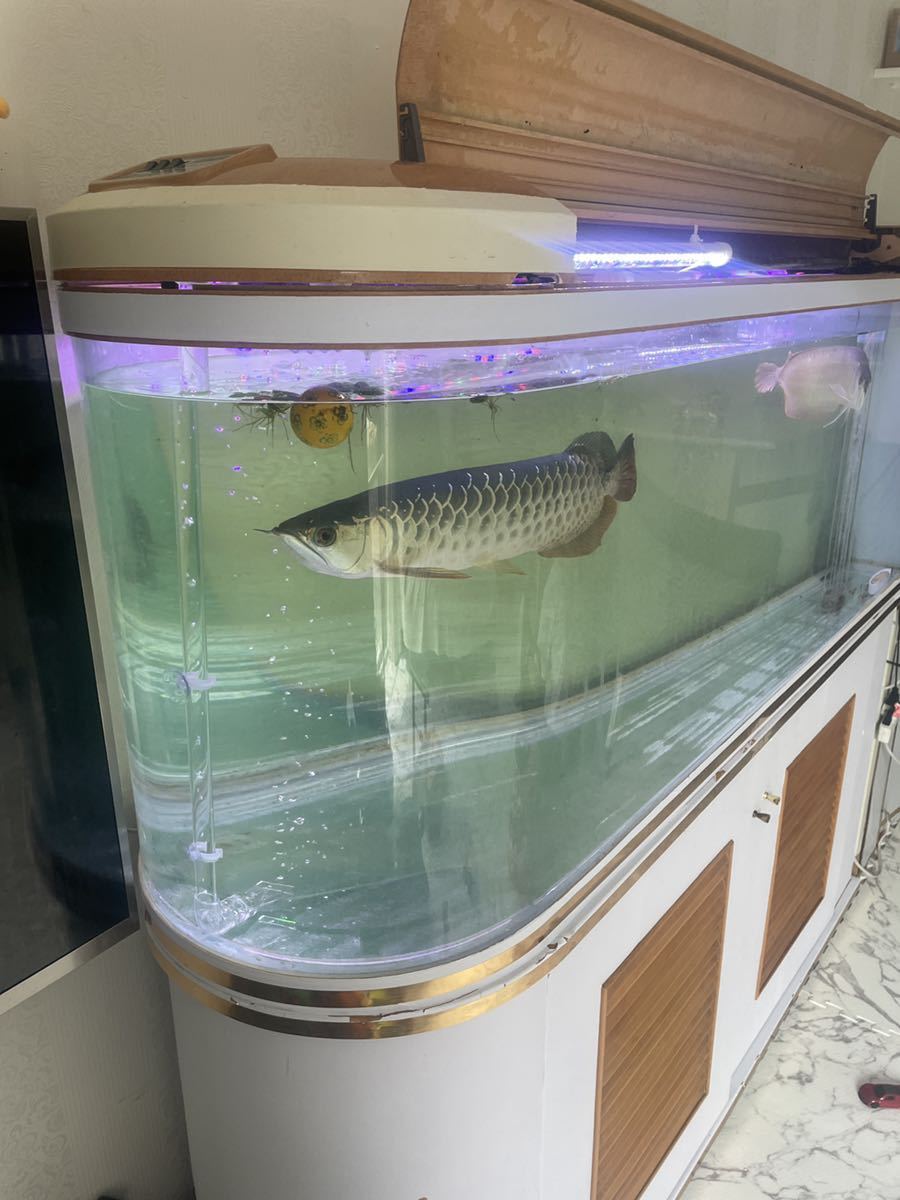 引き取り限定水槽 生体セットl150 B48 H60ガラス水槽 アロワナ 売買されたオークション情報 Yahooの商品情報をアーカイブ公開 オークファン Aucfan Com 引き取り限定水槽 生体セットl150 B48 H60ガラス水槽 アロワナ 売買されたオークション情報 Yahooの商品情報をアーカイブ公開 オークファン Aucfan Com