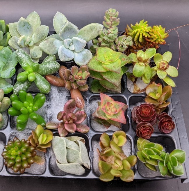 送料無料/即納】 多肉植物 カット苗 40種類以上詰め合わせ
