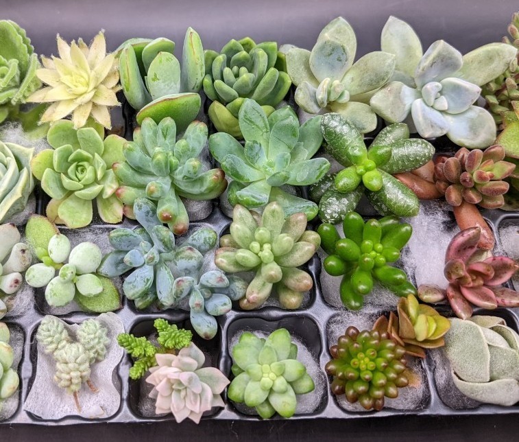 送料無料/即納】 多肉植物 カット苗 40種類以上詰め合わせ