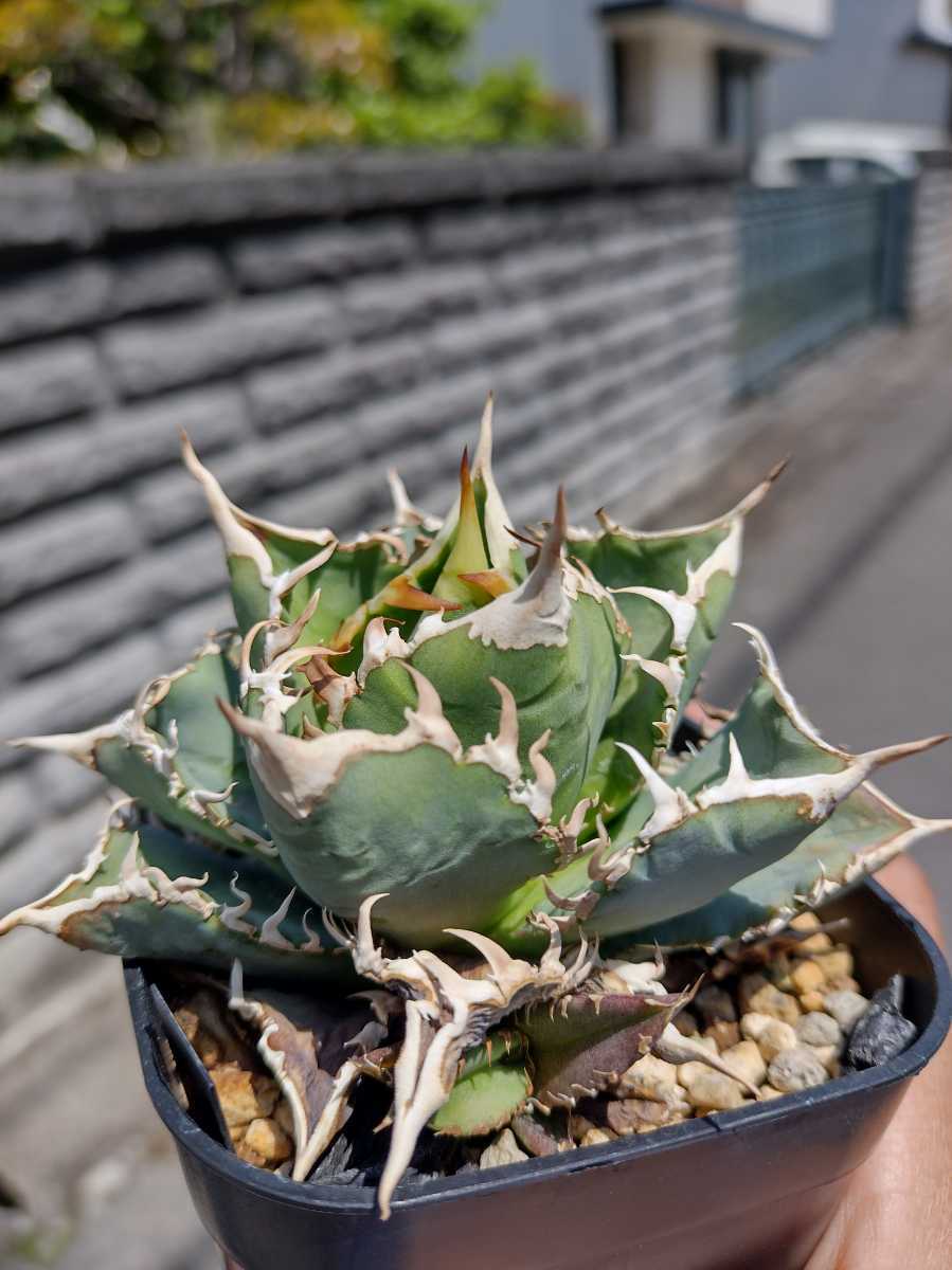 AGAVE TITANOTA】OSP株 コンパクト 強刺 アガベ チタノタ 子株 ラスト