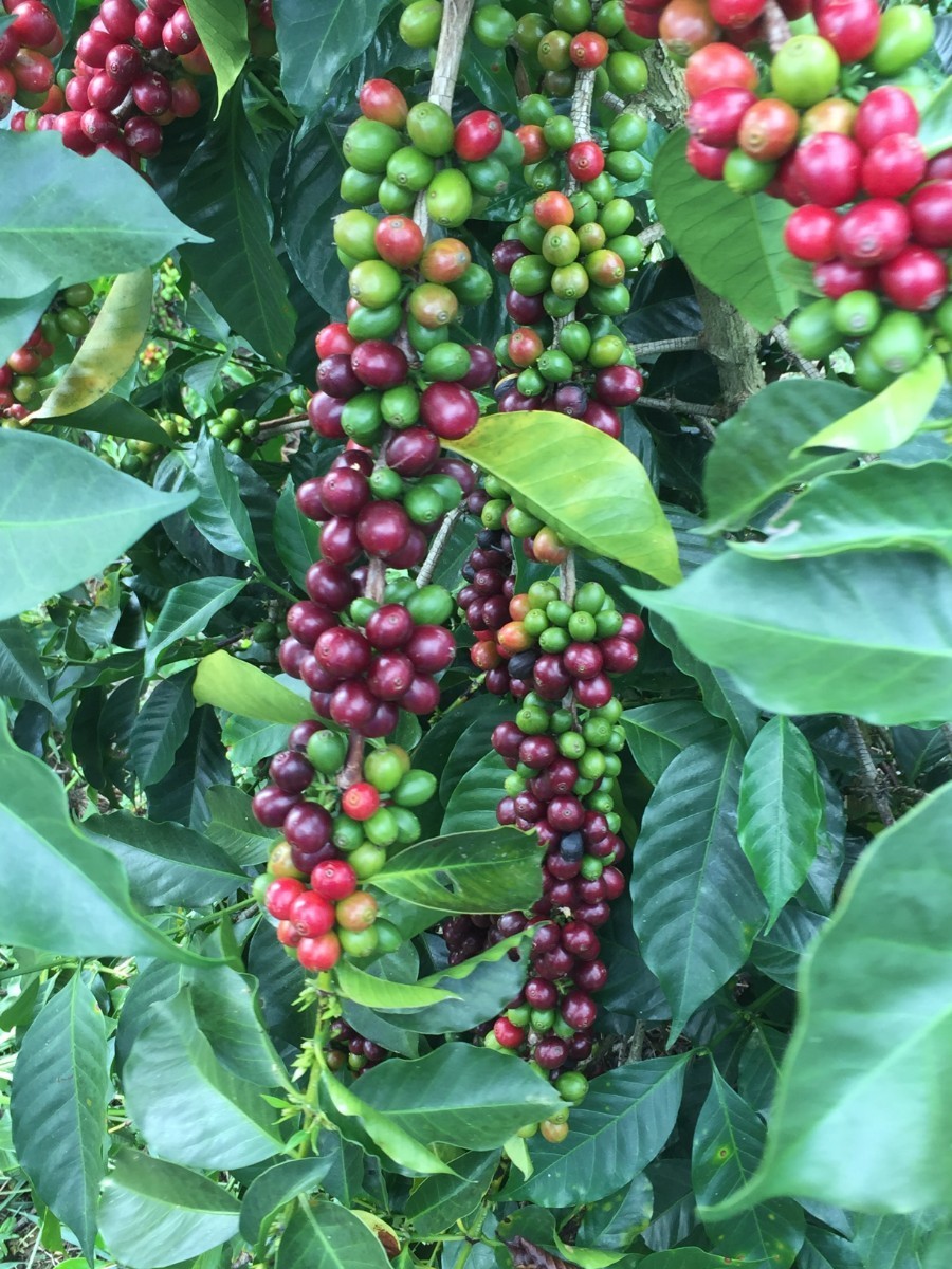 自家焙煎珈琲パナマレリラ農園ゲイシャナチュラル200g ブルーマウンテンNo1　200g 合計400g　コーヒー豆