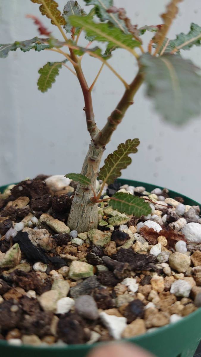 50%OFF コーデックス Boswellia nana www ナナ nana ②/ボスウェリア