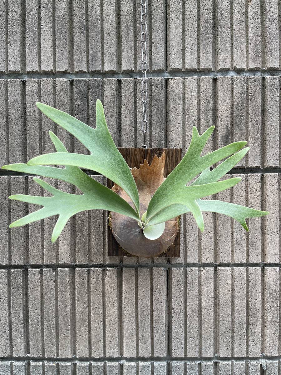P. SS Foong OC】Platycerium ビカクシダ コウモリラン P. SS Foong OC】Platycerium ビカクシダ コウモリラン