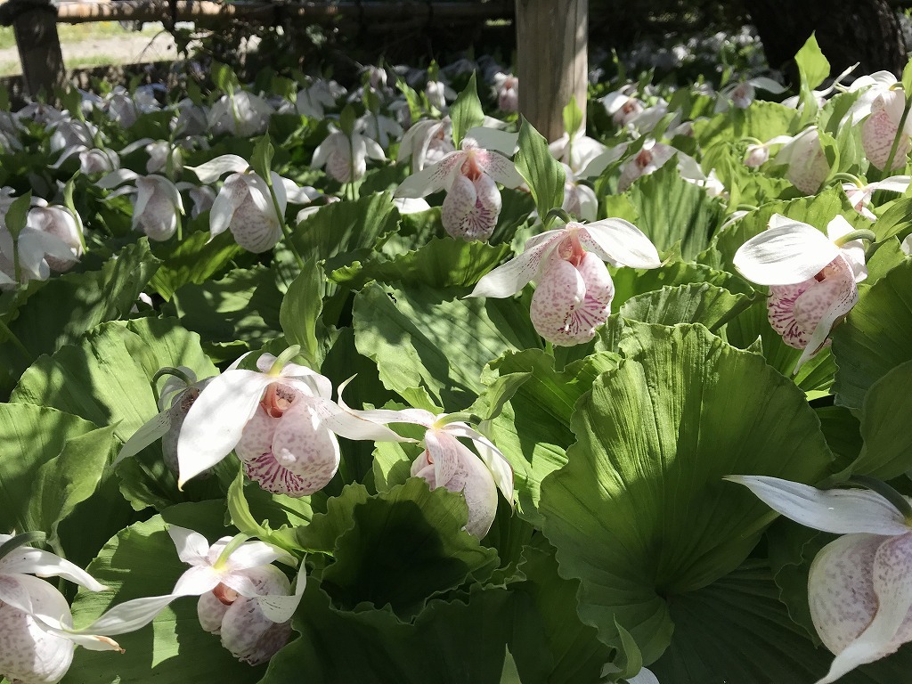 Yahoo!オークション - 【開花株(4) 】満開間近花芽3芽+葉芽1 Yahoo!オークション - 【開花株(4) 】満開間近花芽3芽+葉芽1