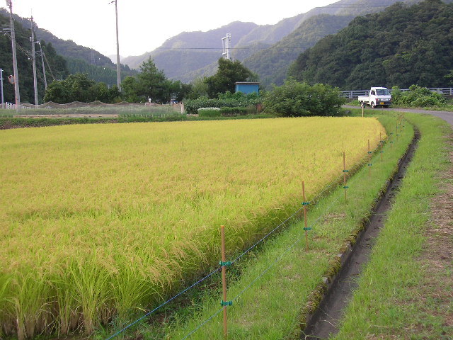 鳥取県　農園のうだ産　令和3年ひとめぼれ玄米20ｋｇ　送料・精米無料_画像1