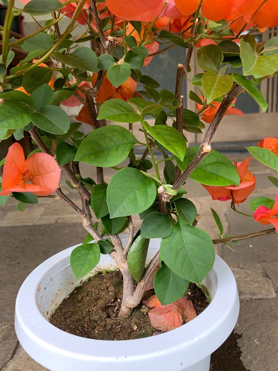 ブーゲンビリア 苗 観葉植物 ブーゲンビレア 花木 限定品|Yahoo ブーゲンビリア 苗 観葉植物 ブーゲンビレア 花木 限定品|Yahoo