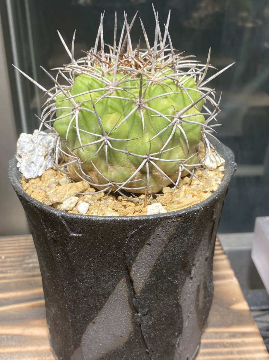 コピアポア エキノイデス Copiapoa echinoides 竜魔玉 検 コピアポア エキノイデス Copiapoa echinoides 竜魔玉 検