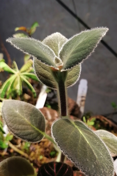 エクアドル産　ワイルド株　Episcia punctata　パルダリウム　テラリウム　熱帯植物_画像1