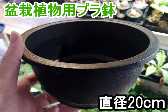 浅型　硬質　プラ鉢　１個　盆栽　塊根植物　アデニウム　プラスチック　製　鉢　ポット　コーデックス　パキプス　グラキリス_画像1