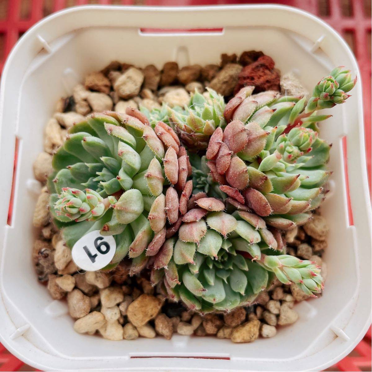 正規品販売! Vincent Catto ✖︎静夜 多肉植物 エケベリア 群生
