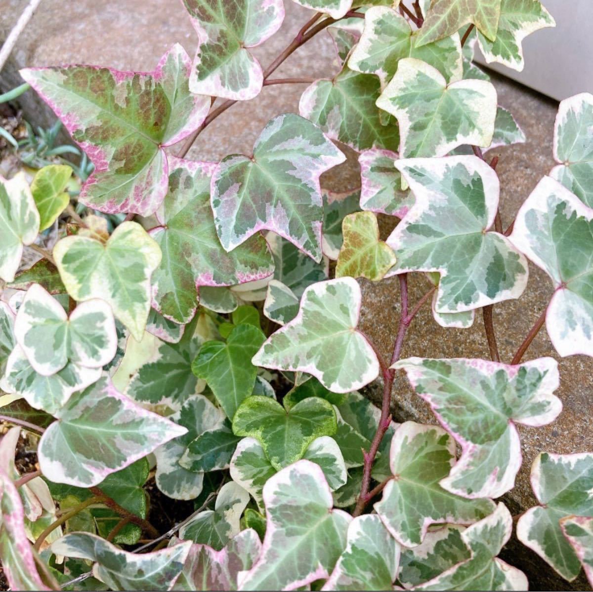 Paypayフリマ 観葉植物 グランドカバー 斑入り アイビー 抜き苗 Paypayフリマ 観葉植物 グランドカバー 斑入り アイビー 抜き苗