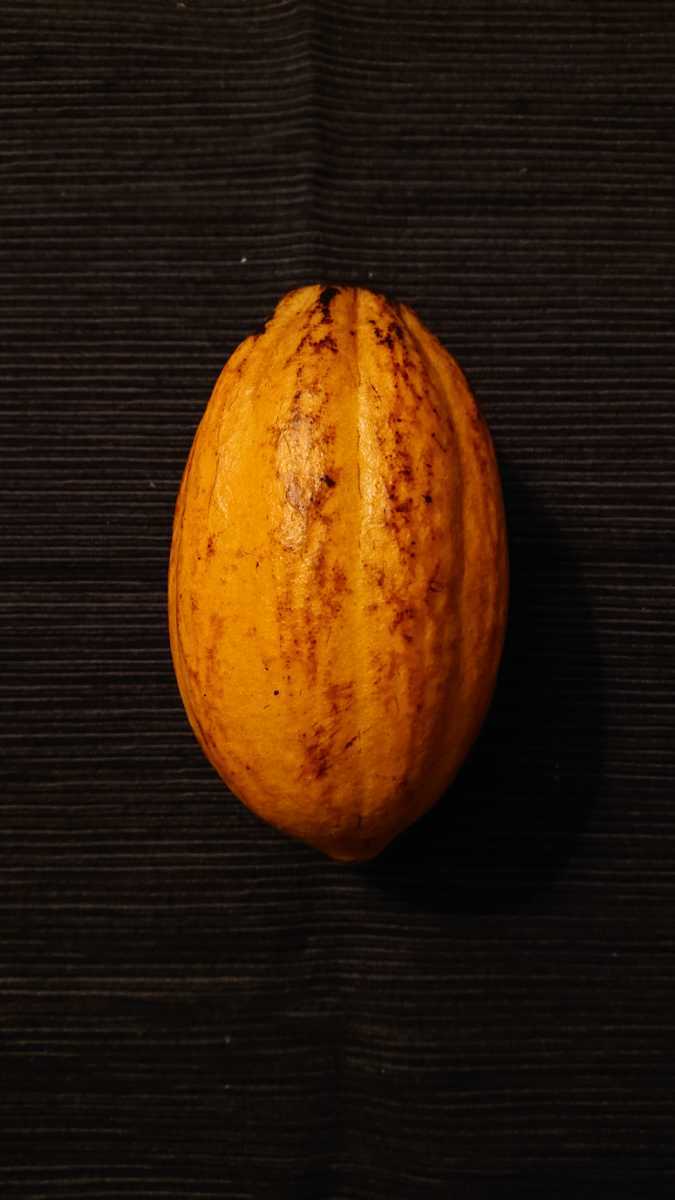 * супер редкий kakao(kakao плоды ) средний Южная Америка производство тропический фрукты ограничение 1 шт лот свежий время ограничено red letters resolution 1 иен старт!!!