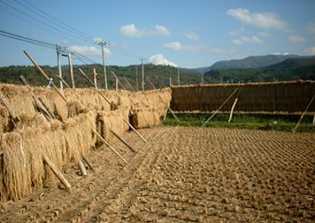 21年産　青森県産　検査1等米　あきたこちま白米21kg　即決_画像1