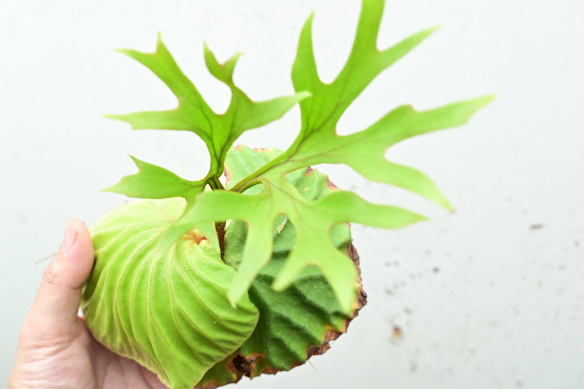 P.ridleyi narrow form① @bikamori.com ビカクシダ リドレイ P.ridleyi narrow form① @bikamori.com ビカクシダ リドレイ