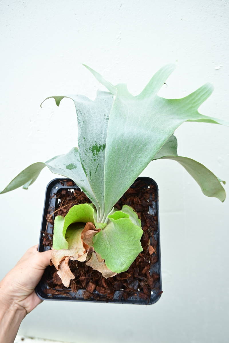 P.Saikeaw(P.andinum x P.willinckii) @bikamori.com ビカクシダ
