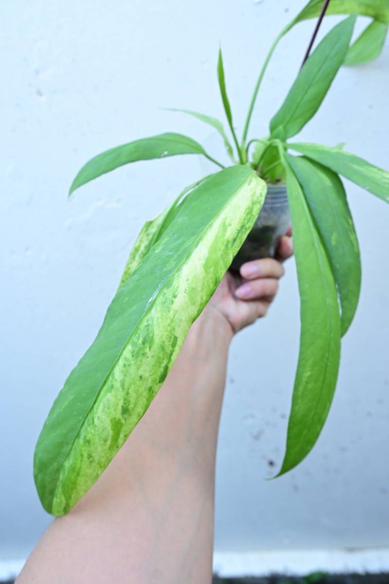 Anthurium Vittarifolium Variegated⑤ @bikamori.com アンスリウム