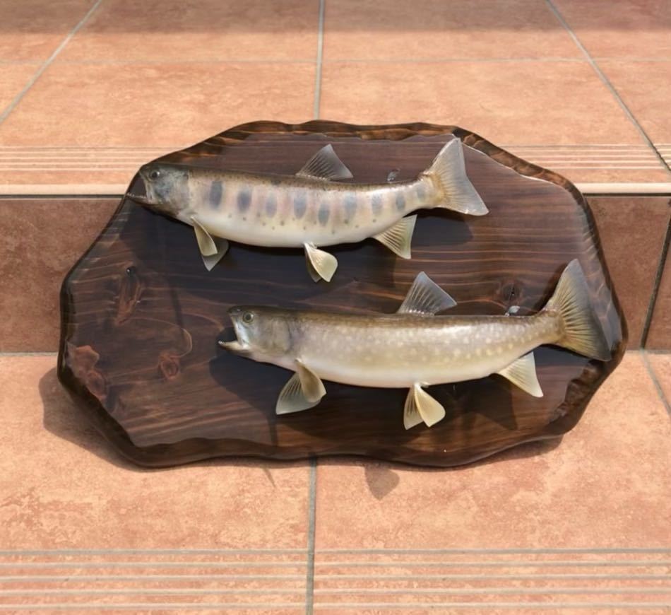 天然岩魚53センチ剥製-