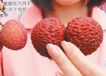 新品種ライチ苗☆吉レイシ取木