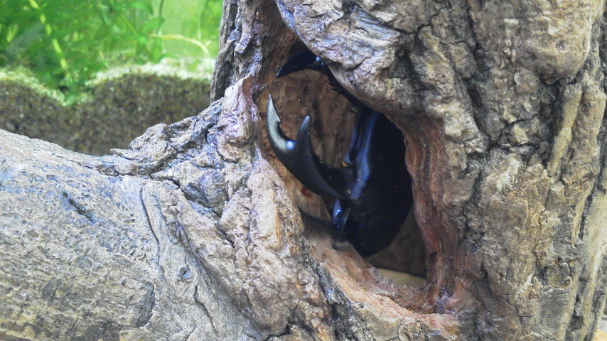 クワガタの隠れ家 樹洞 ウロ エサ皿 止まり木 オオクワガタ ホペイ 