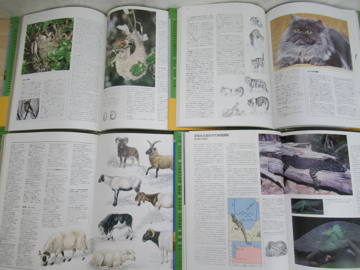 L28◇ 送料込【まとめて 動物大百科 120 全20巻 初版本 図鑑 平凡社 20冊セット】1986年 昭和61年 220530の画像7