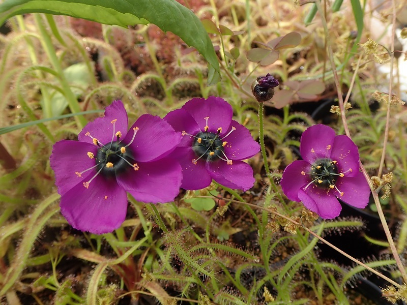  еда насекомое растения гонг Sera Drosera cistiflora фиолетовый цветок 