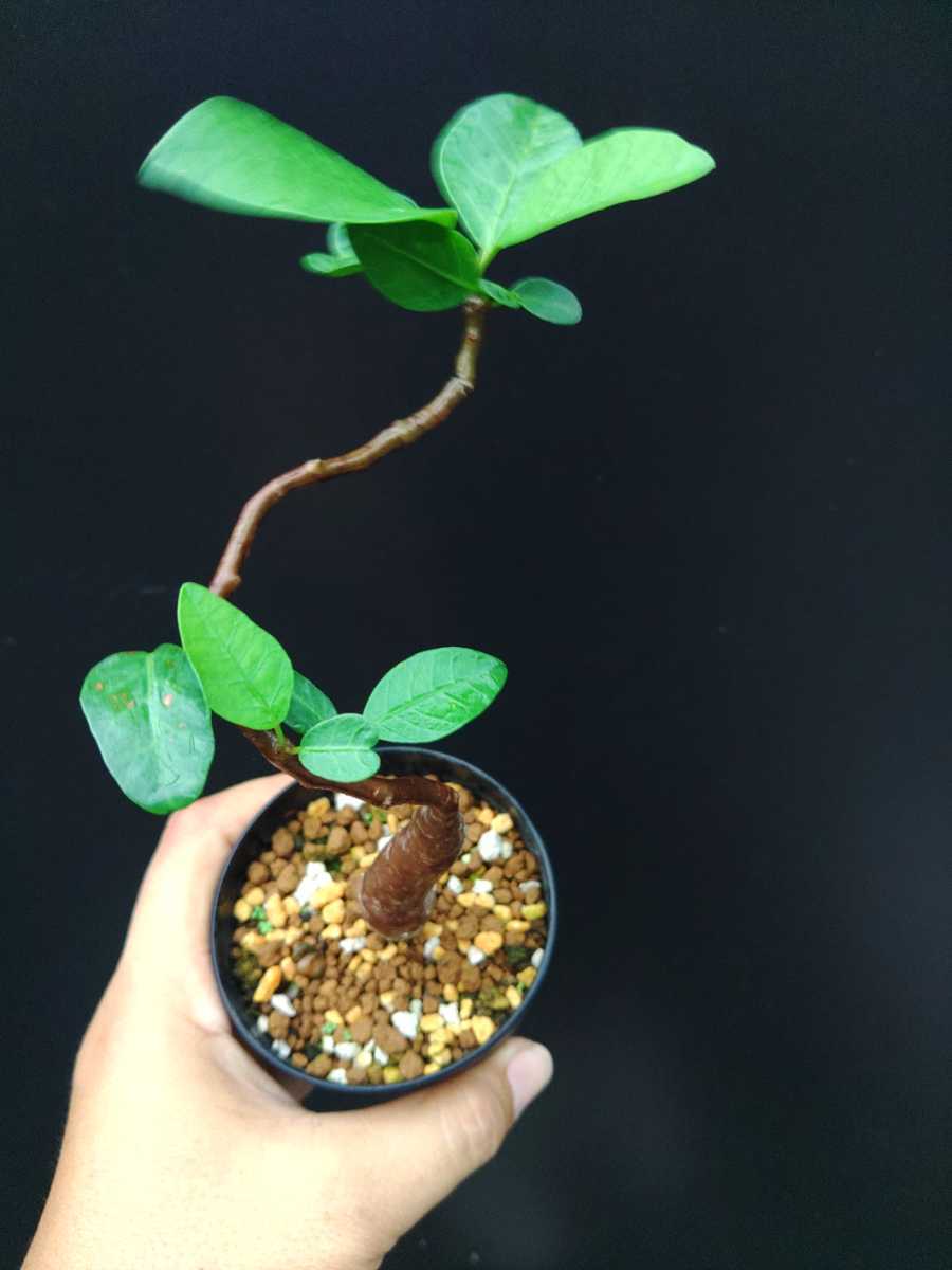 樹～5月31『ブルセラ・シュレクテンダリー』実生3寸セラ鉢 美種美株 7