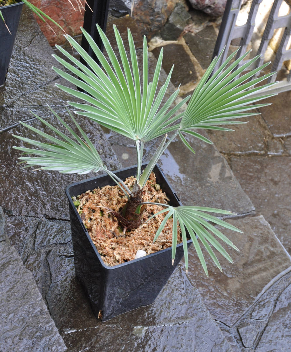 ストーンゲートパーム（Trachycarpus princeps）トラキカルプス プリンセプス　送料無料_画像5