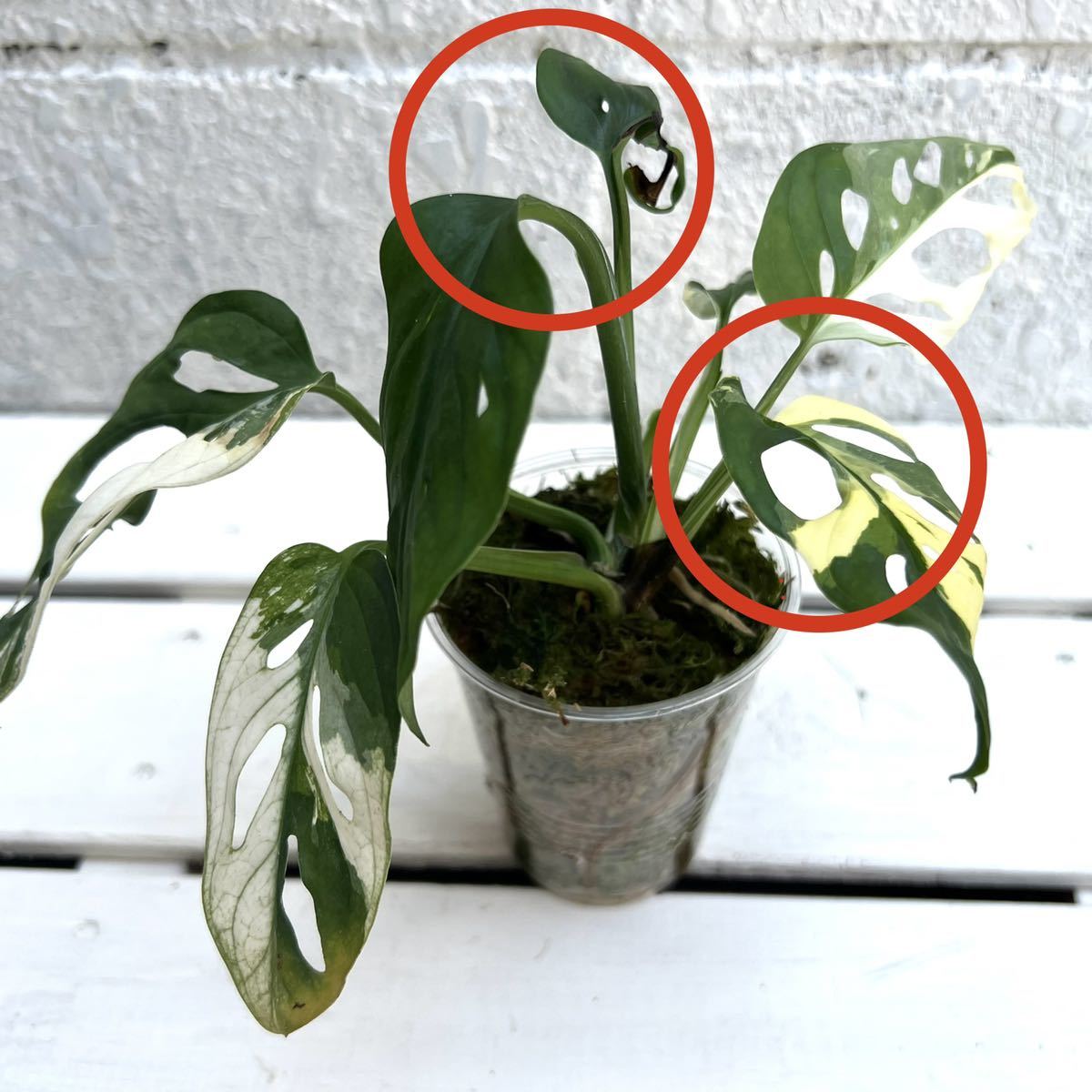 Khk 成長点2カ所monstera Adansonii Variegata モンステラ アダンソニー マドカズラ斑入り フィロデンドロン アンスリウム オブリクア モンステラ 売買されたオークション情報 Yahooの商品情報をアーカイブ公開 オークファン Aucfan Com Khk 成長点2カ所monstera Adansonii Variegata モンステラ アダンソニー マドカズラ斑入り フィロデンドロン アンスリウム オブリクア モンステラ 売買されたオークション情報 Yahooの商品情報をアーカイブ公開 オークファン Aucfan Com