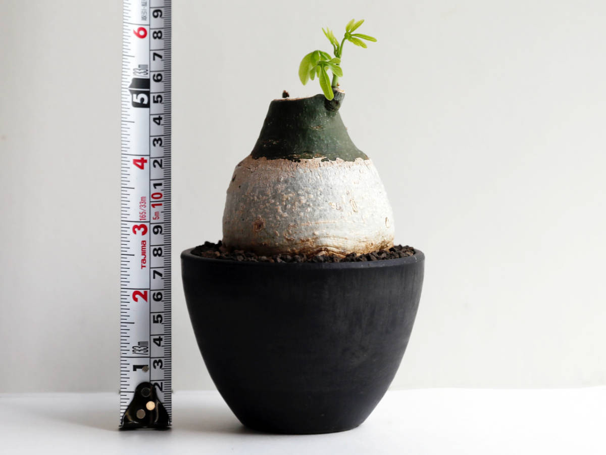 素晴らしい品質 アデニアグラウカ botanize 国内外の人気集結! ZEN