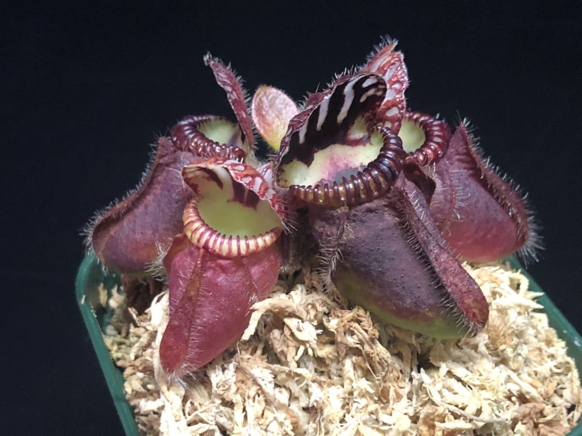 食虫植物】セファロタス フォリキュラリス 在来系 食虫植物】セファロタス フォリキュラリス 在来系