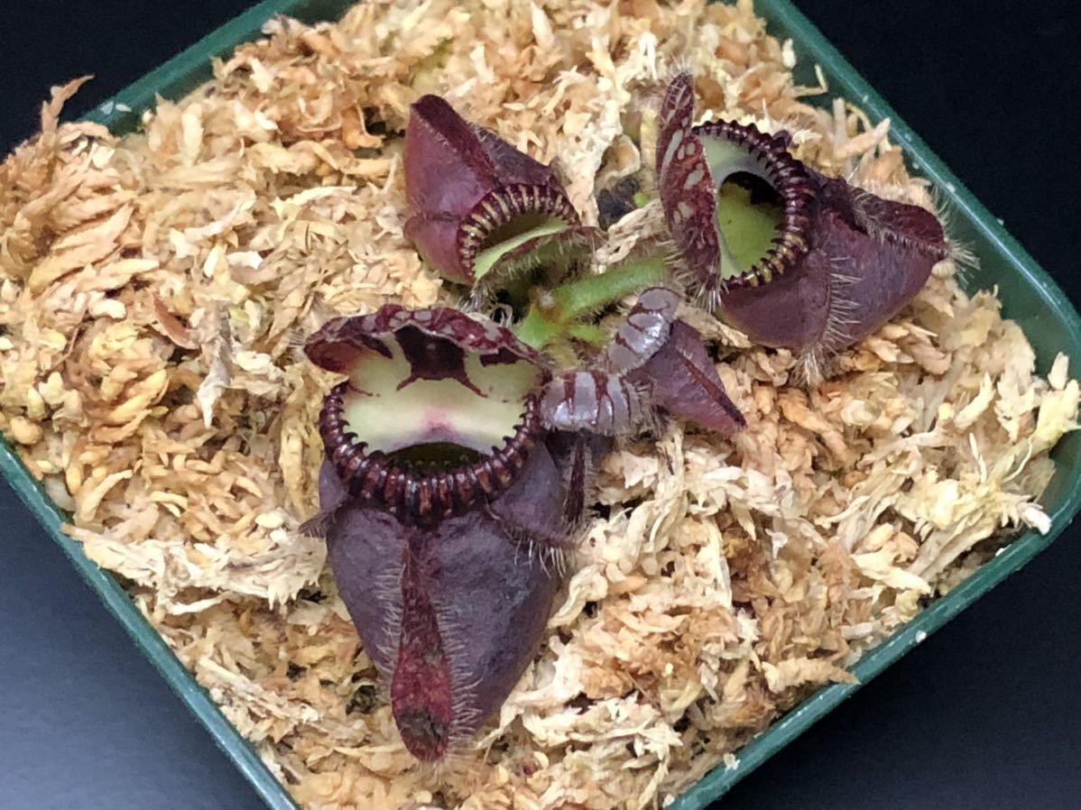 食虫植物】セファロタス フォリキュラリス 在来系 食虫植物】セファロタス フォリキュラリス 在来系