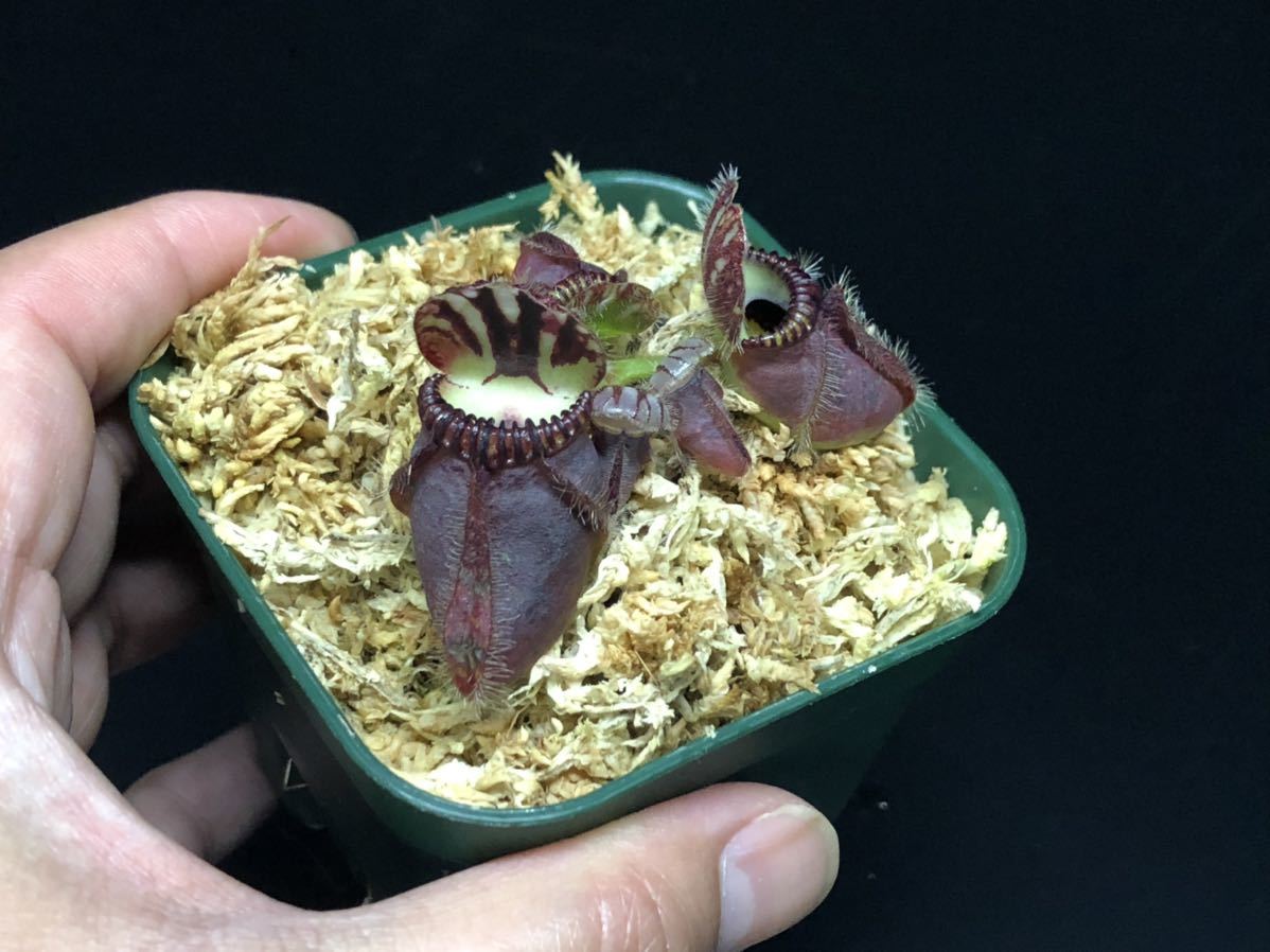 食虫植物】セファロタス フォリキュラリス 在来系 食虫植物】セファロタス フォリキュラリス 在来系